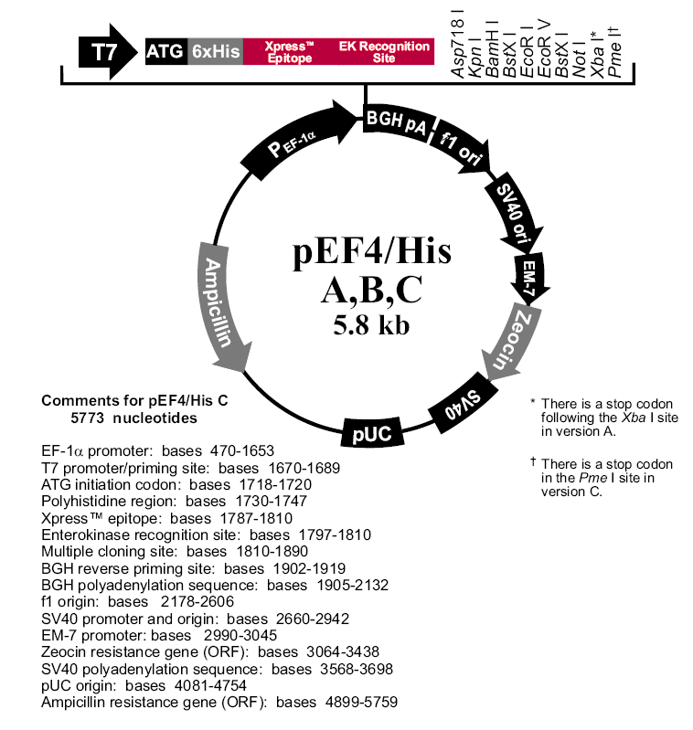 pEF4-His C载体图谱